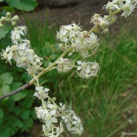 Chloroxylon swietenia DC.